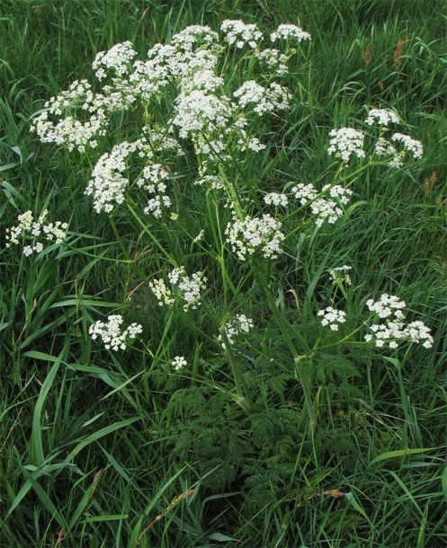 Image of Anthriscus sylvestris specimen.