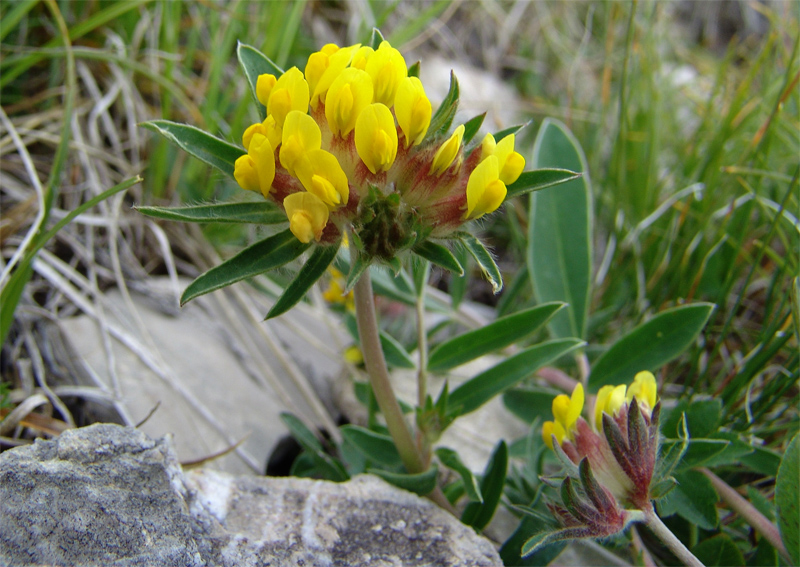 Изображение особи Anthyllis lachnophora.