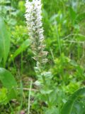 Lagotis uralensis