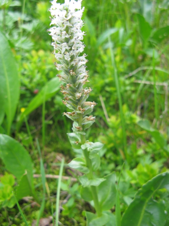 Изображение особи Lagotis uralensis.