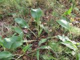 Cirsium heterophyllum