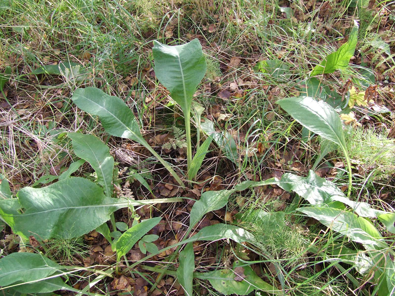 Изображение особи Cirsium heterophyllum.