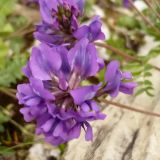 Oxytropis lazica