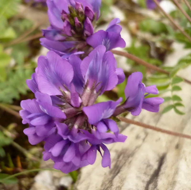 Изображение особи Oxytropis lazica.