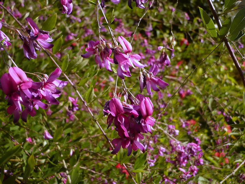 Изображение особи Lespedeza thunbergii.