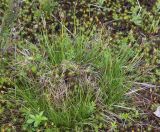 Juncus squarrosus