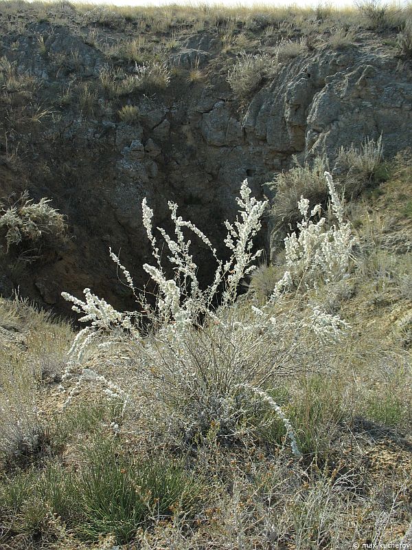 Image of Krascheninnikovia ceratoides specimen.