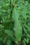 Rumex conglomeratus