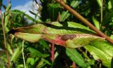 Lactuca sibirica