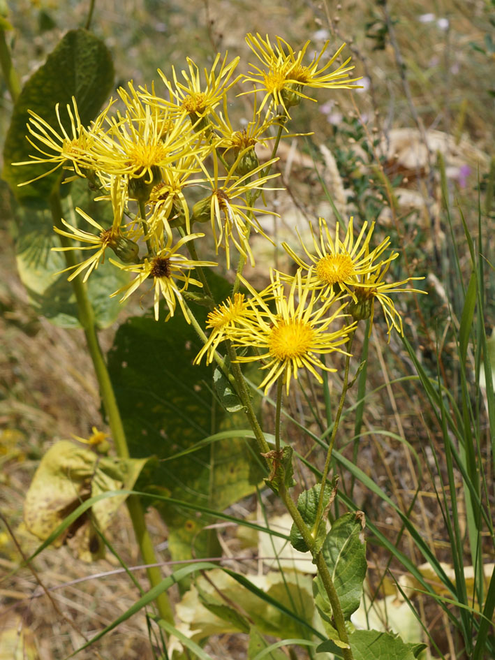 Изображение особи Inula macrophylla.