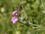 Epilobium hirsutum. Верхушка побега с бутоном, цветками и плодами. Кыргызстан, Чуйская обл., с. Восток, между кладбищем и водоемом. 11.09.2015.