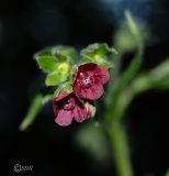 Cynoglossum officinale