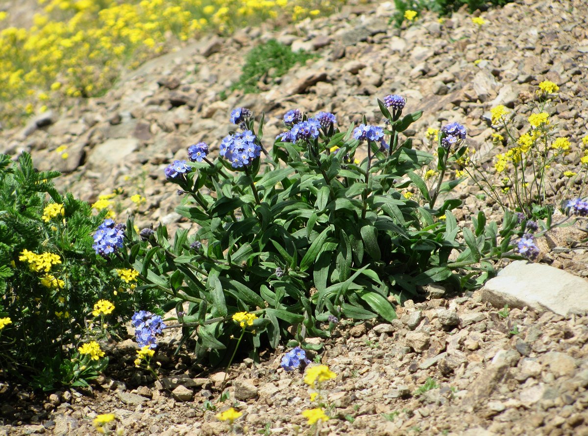 Изображение особи Myosotis alpestris.