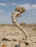 genus Arthrophytum. Вегетирующее растение. Казахстан, Кызыл-Ординская обл., г. Байконур, левый берег р. Сыр-Дарьи. 16.08.2009.