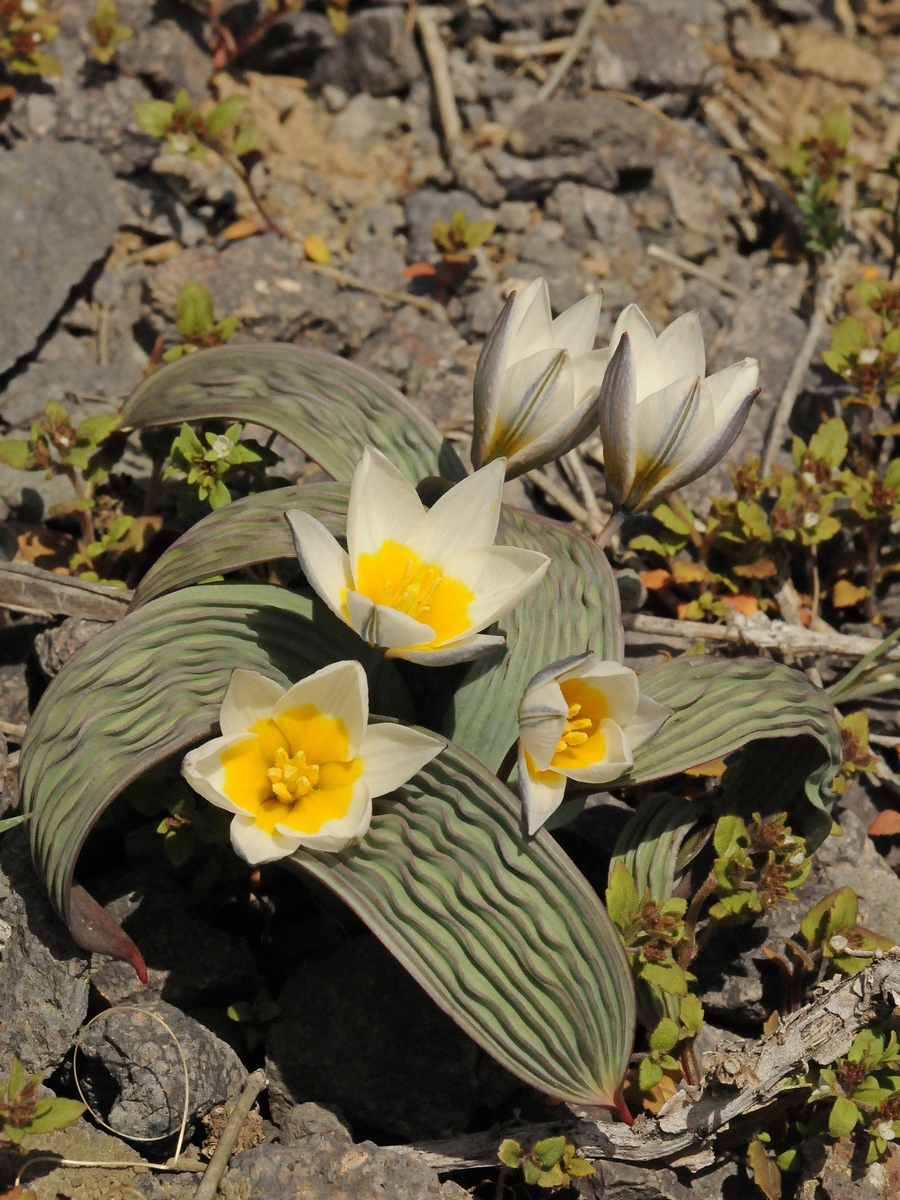 Изображение особи Tulipa regelii.