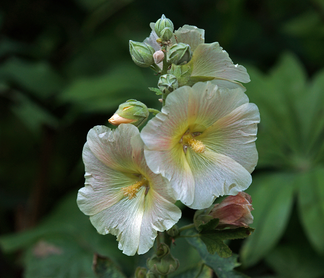 Изображение особи Alcea rosea.