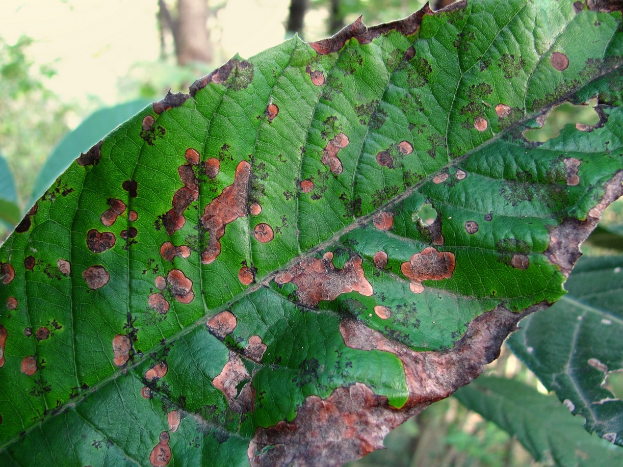 Изображение особи Eriobotrya japonica.