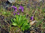 Primula nivalis