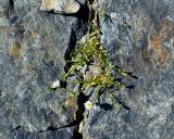 Dichodon cerastoides. Цветущее растение. Карачаево-Черкесия, гора Мусса-Ачитара, ≈ 2700 м н.у.м., каменистый склон. 31.07.2014.