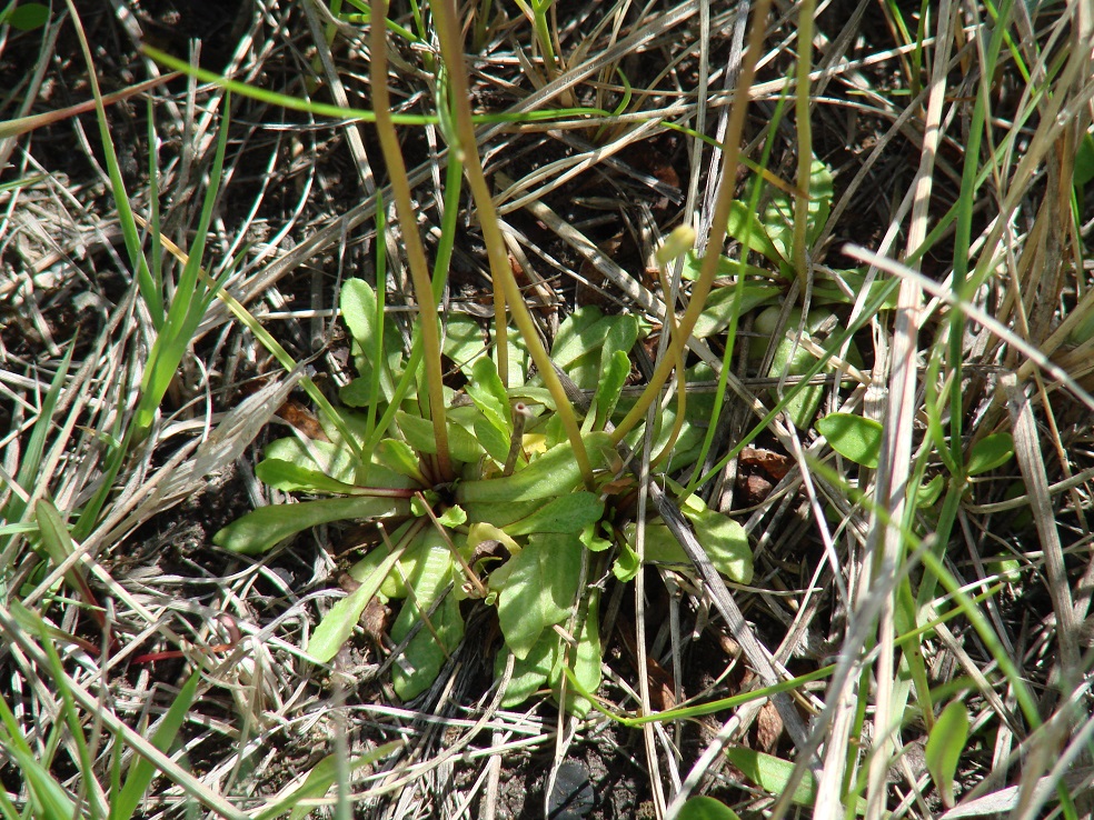 Image of Primula serrata specimen.