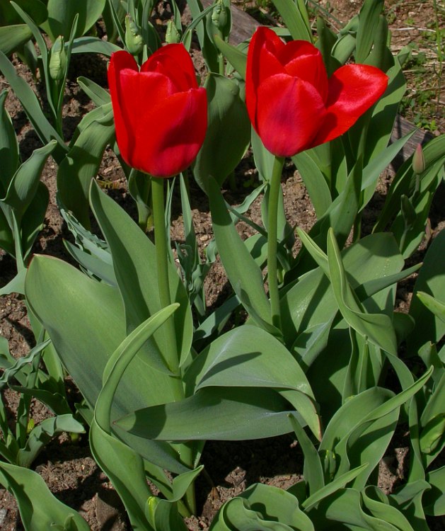 Изображение особи Tulipa fosteriana.