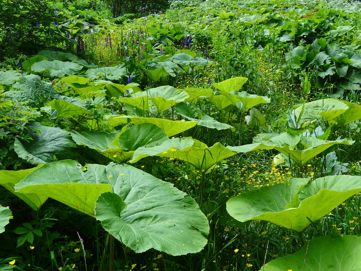 Изображение особи Petasites amplus.