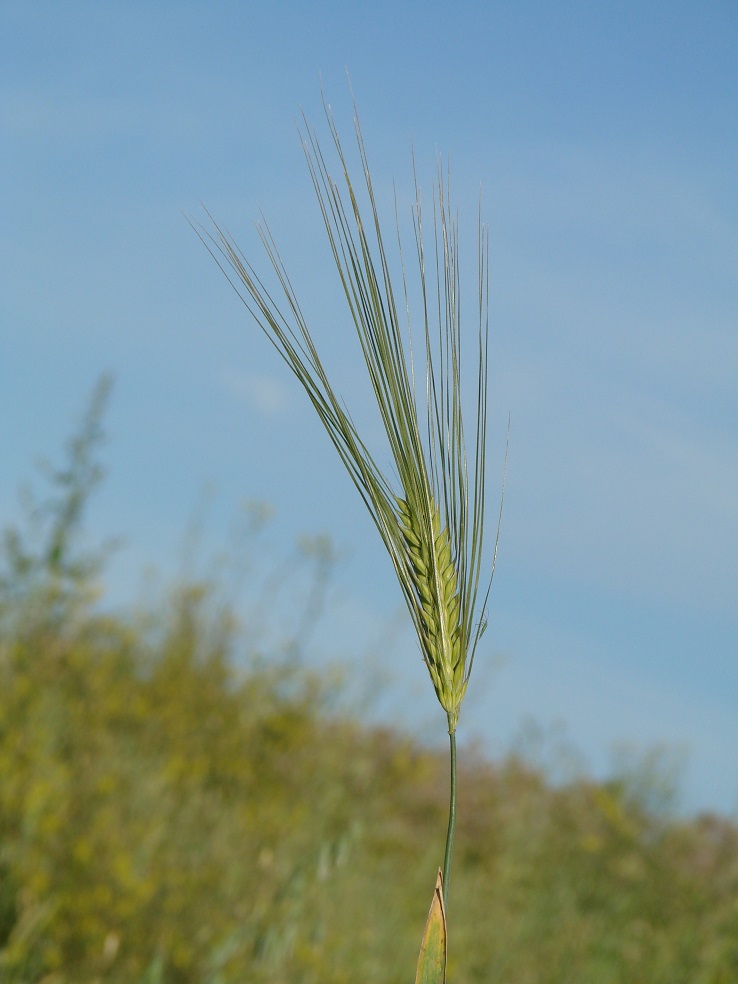 Изображение особи Hordeum vulgare.