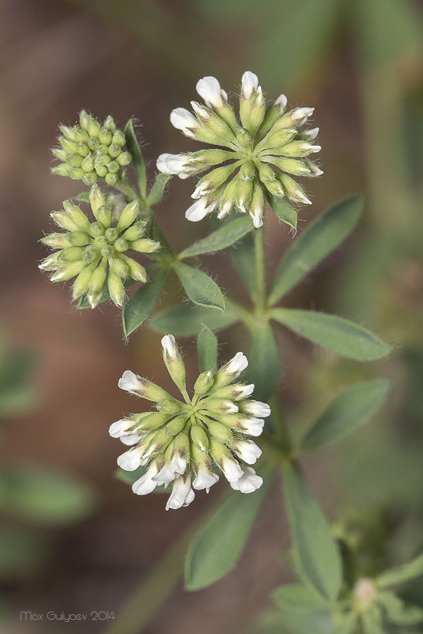 Image of Dorycnium herbaceum specimen.