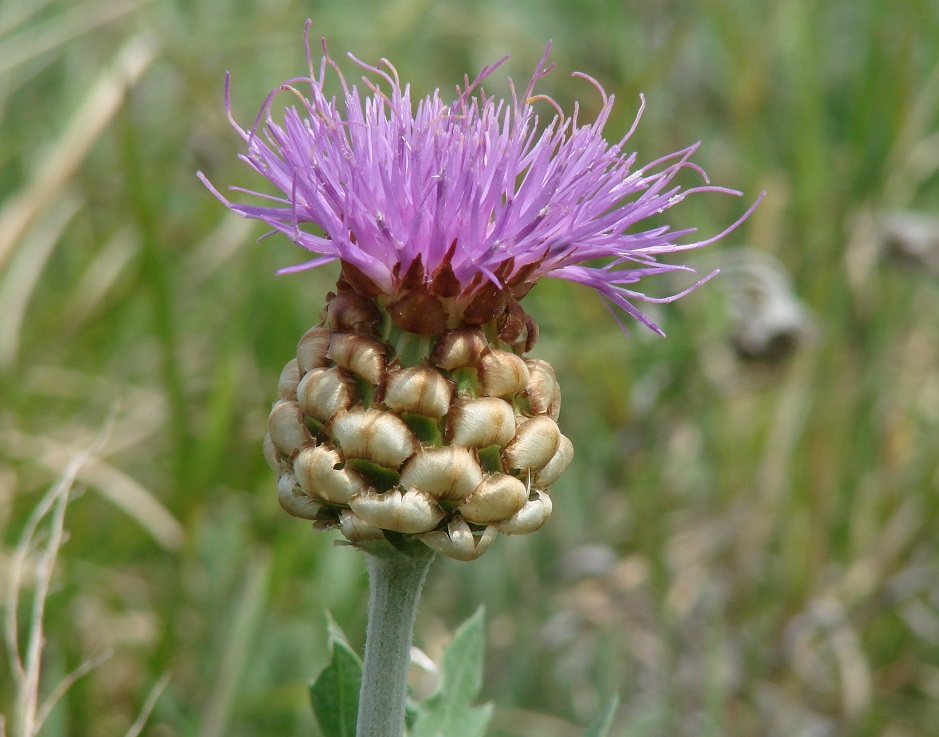 Image of Stemmacantha uniflora specimen.