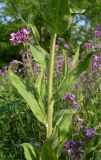 Hesperis pycnotricha