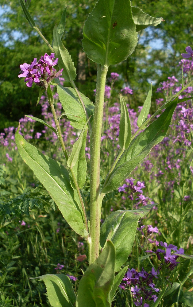 Изображение особи Hesperis pycnotricha.