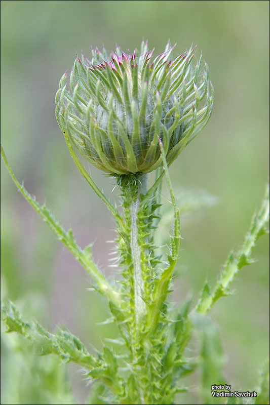 Image of genus Carduus specimen.