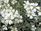 Cerastium tomentosum