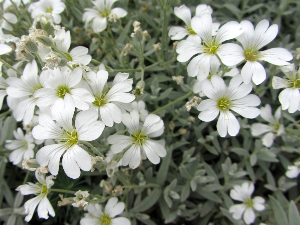 Изображение особи Cerastium tomentosum.