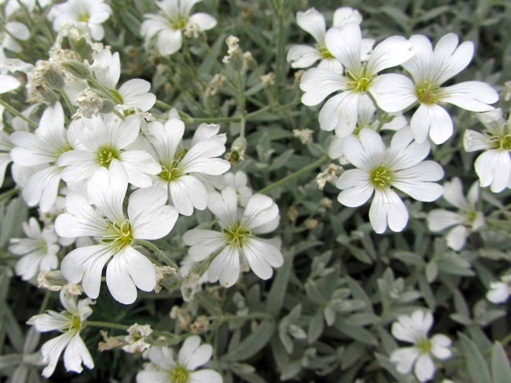 Image of Cerastium tomentosum specimen.