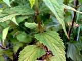 Lamium album