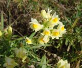 Linaria vulgaris. Соцветие. Якутия (Саха), южные окр. г. Якутск, луг. 16.08.2012.