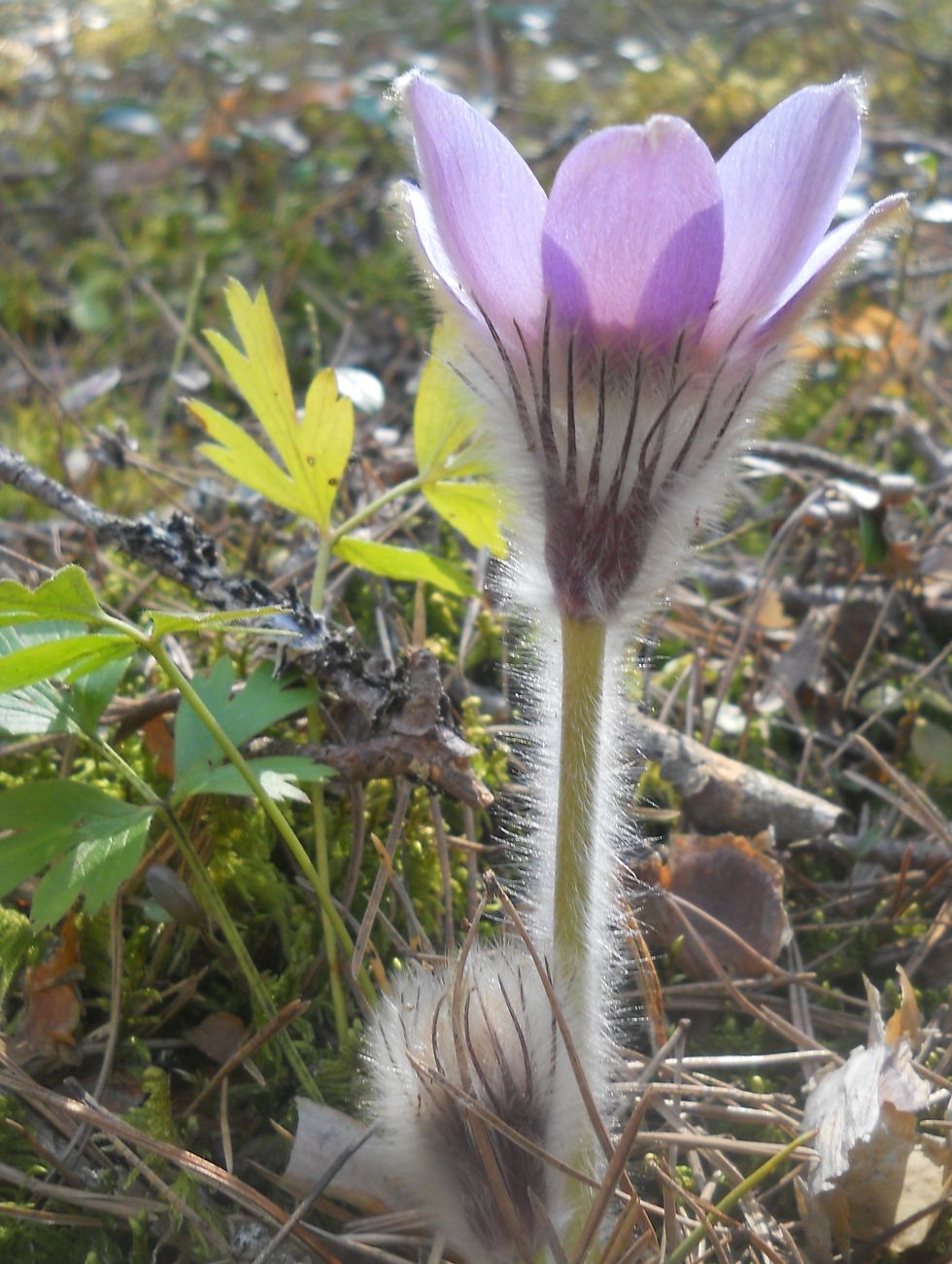 Изображение особи Pulsatilla × intermedia.