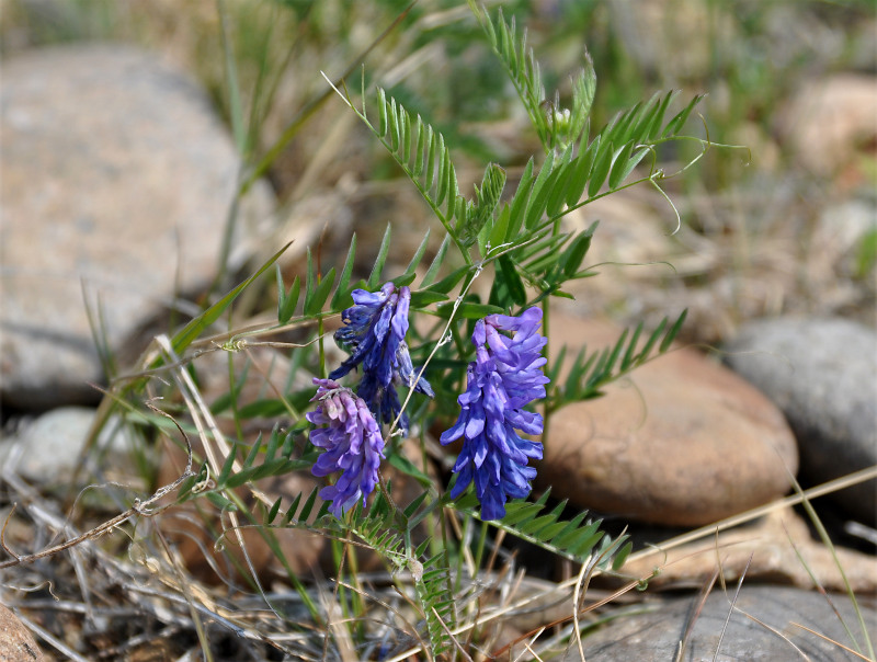 Image of Vicia cracca specimen.