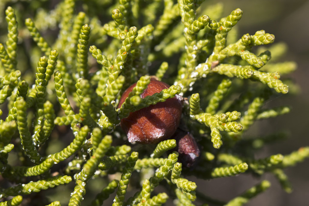 Изображение особи Juniperus phoenicea.