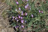 Astragalus ceratoides