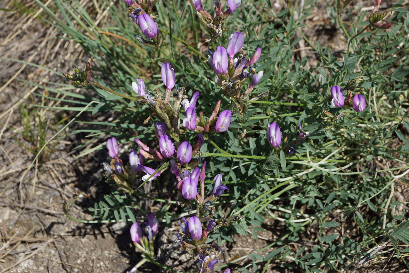 Изображение особи Astragalus ceratoides.