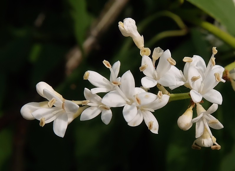 Изображение особи Syringa amurensis.