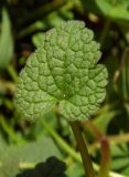 Lamium purpureum. Лист (верхняя сторона). Республика Адыгея, г. Майкоп, лужайка во дворе дома. 27.02.2016.