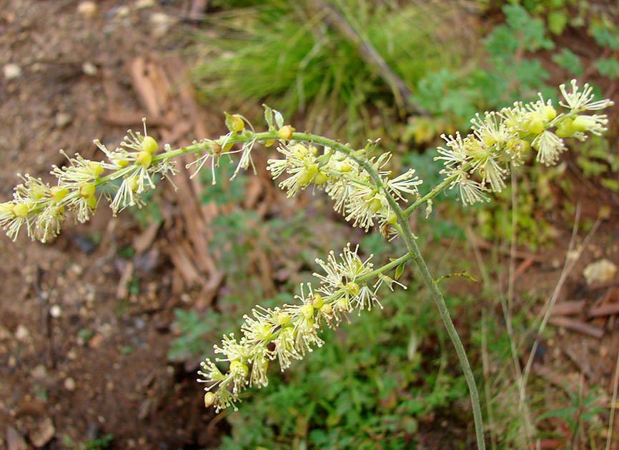 Image of Cimicifuga foetida specimen.