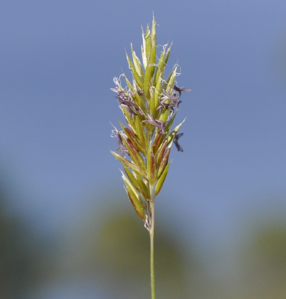 Изображение особи род Anthoxanthum.