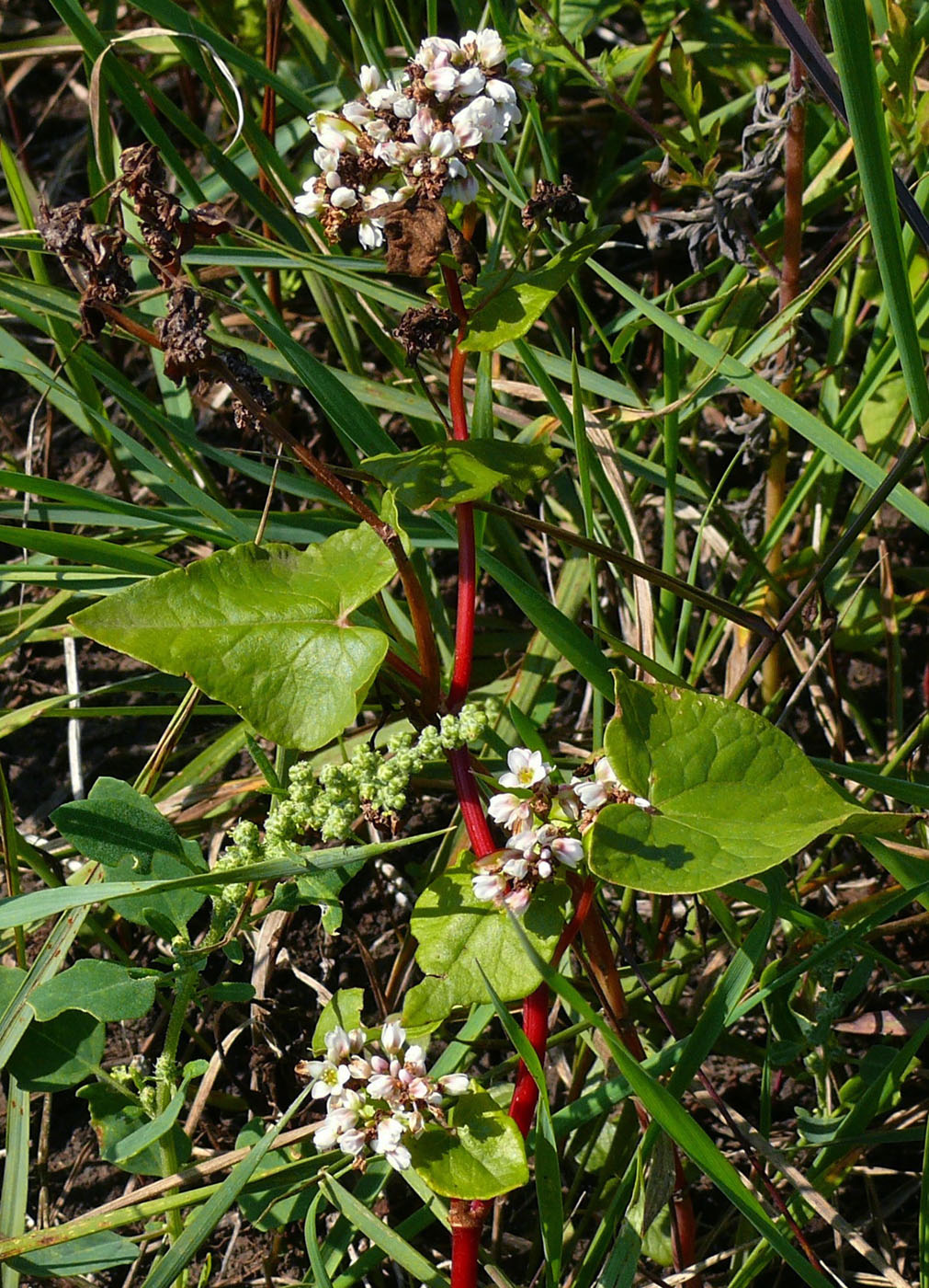 Datei:Buchweizen-Blüten.JPG - Wikipedia