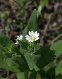 Cerastium nemorale