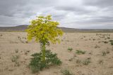 Ferula foetida