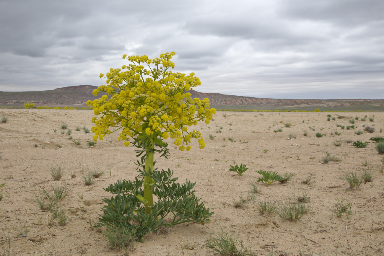 Изображение особи Ferula foetida.